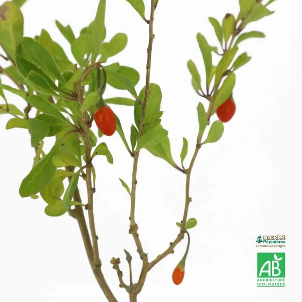 Goji 'chinense' bio - godet 9cm