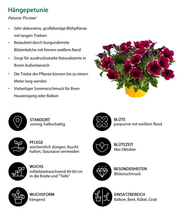 Beet- & Balkonpflanzen-Set Sommerpurpur,