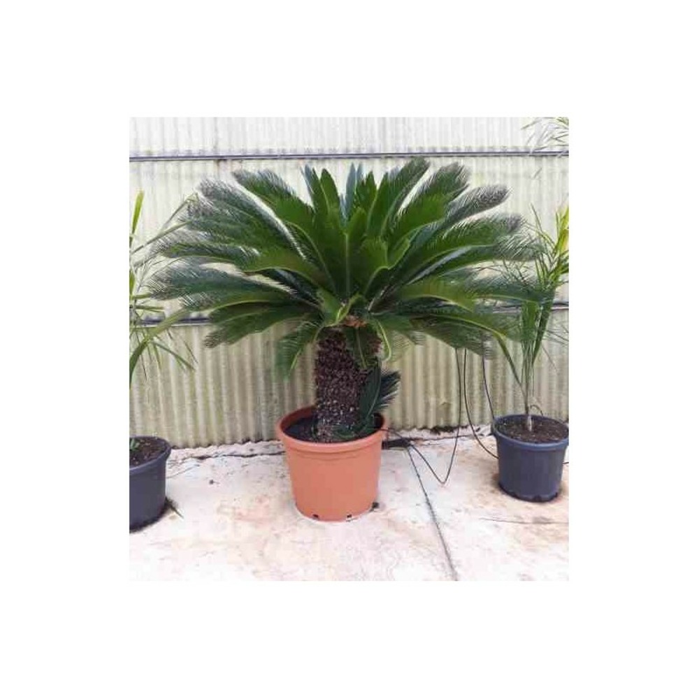 Cycas revoluta (cycas du japon-sagou) specimen taille pot de 60l - tronc de 40/50 cm - 125/150cm