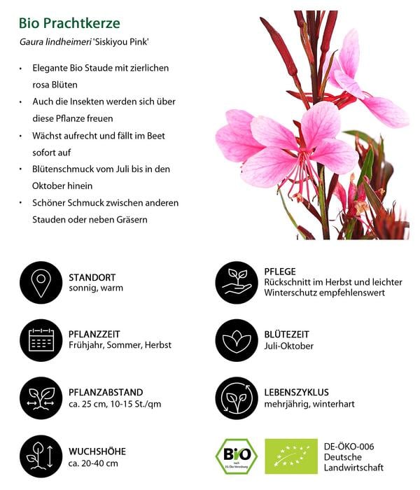 Bio Prachtkerze 'Siskiyou Pink'