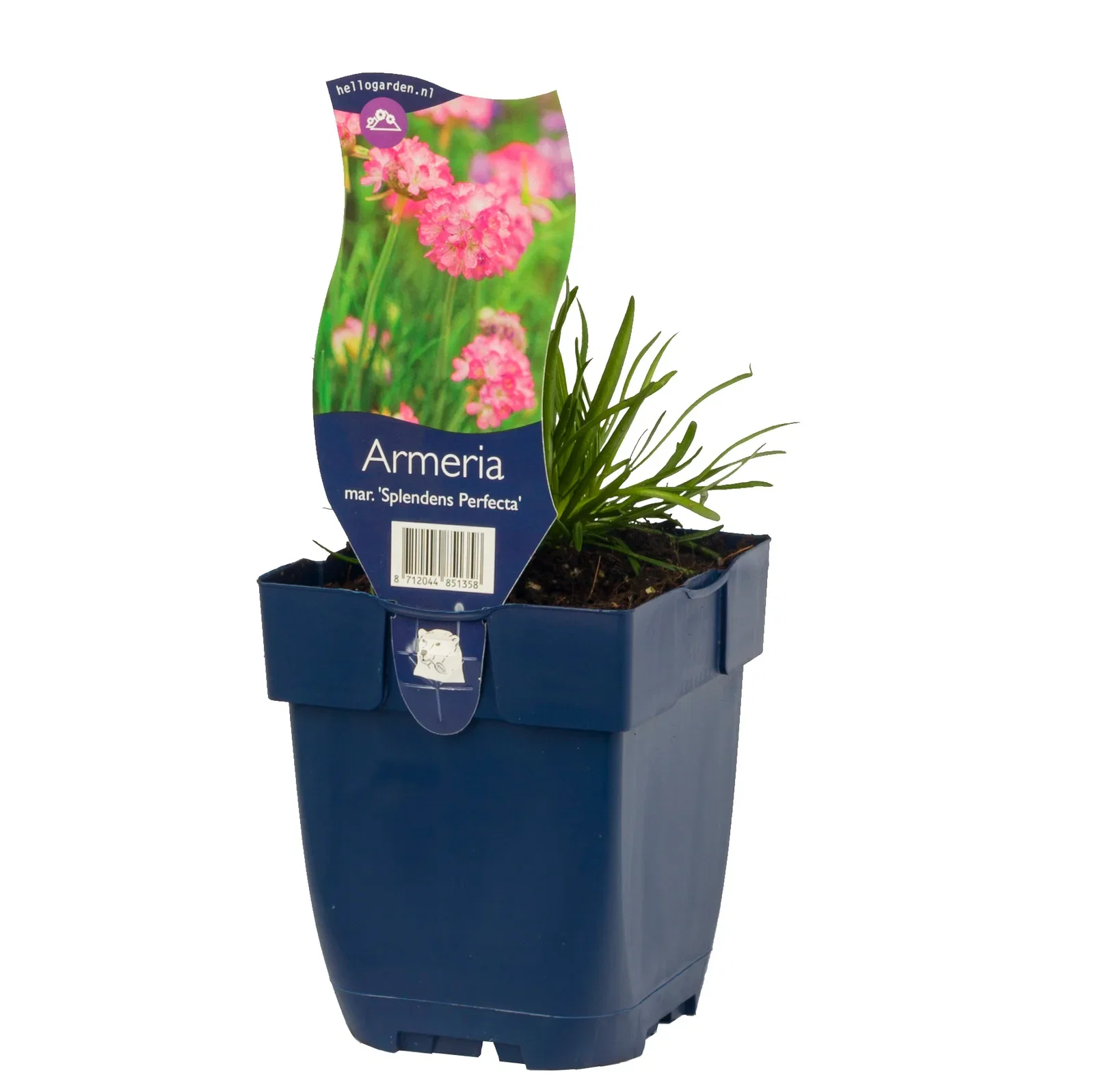 Armeria maritima 'Splendens Perfecta' Fjørekoll 'Splendens Perfecta' Ø11 cm
