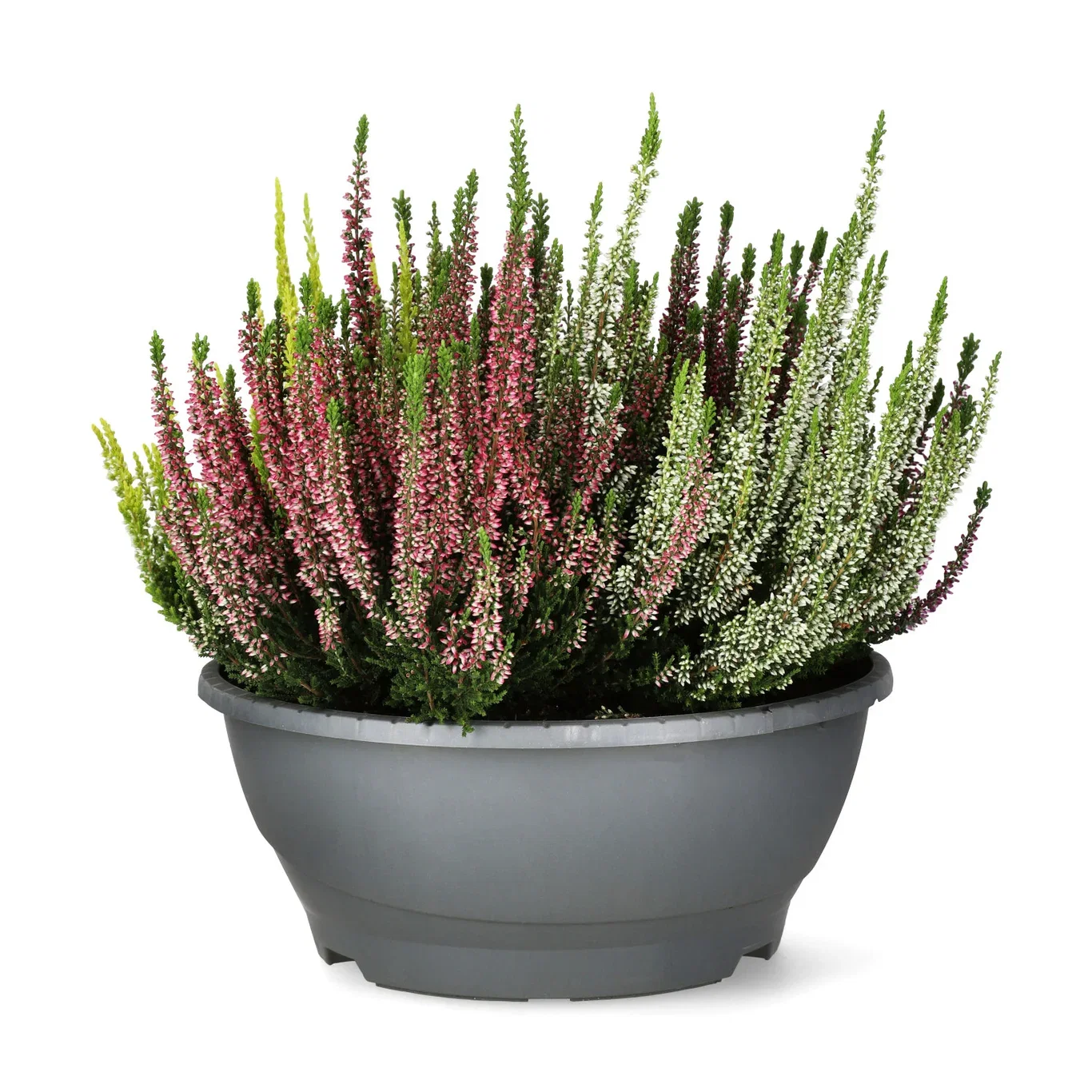 Calluna vulgaris (Beauty Ladies Series) Røsslyng i skål Ø27 cm