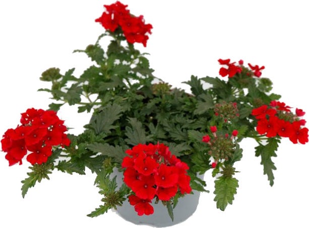 IJzerhard (Verbena) rood D 13 H 15 cm