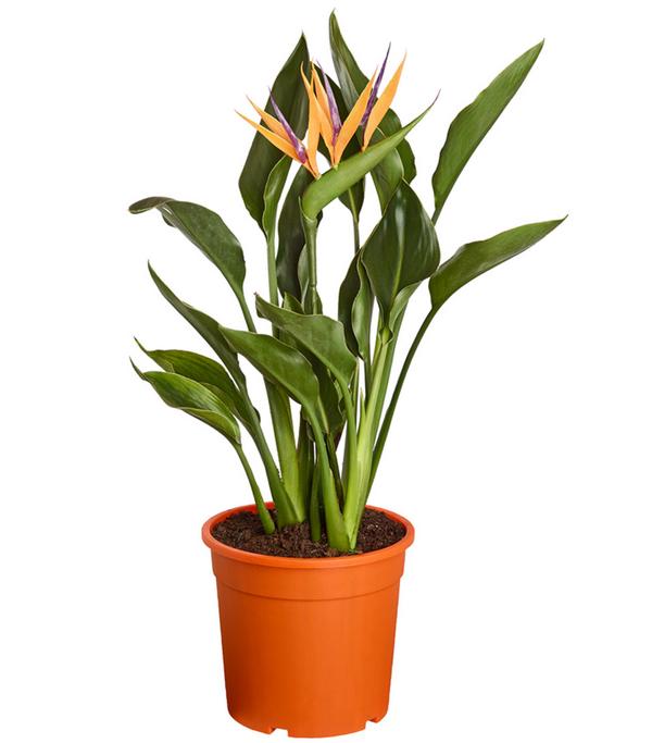 Paradiesvogelblume