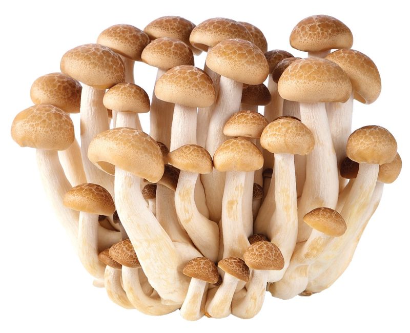 Dagverse Shimeji Paddenstoelen Bruin 150g