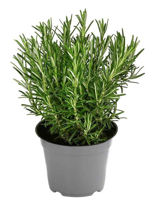 Dehner Gourmet Garten Rosmarin