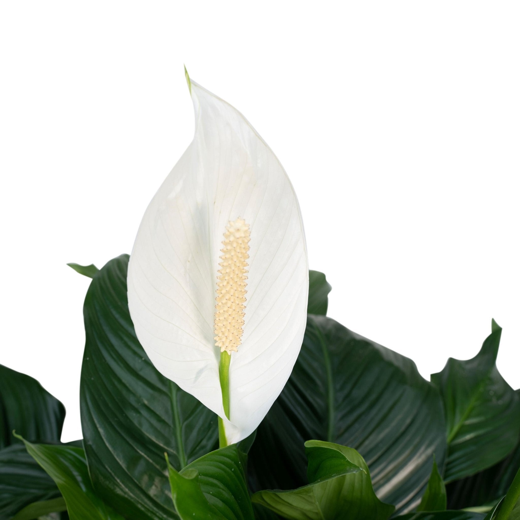 Plante d'intérieur - grand spathiphyllum 80cm