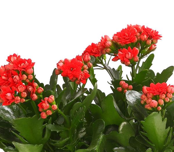 Flammendes Käthchen - Kalanchoe blossfeldiana