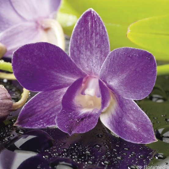 Orchidée Dendrobium nobilé 1 tige - pot D.12 cm