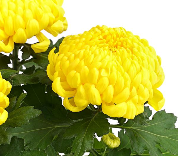Deko-Chrysantheme