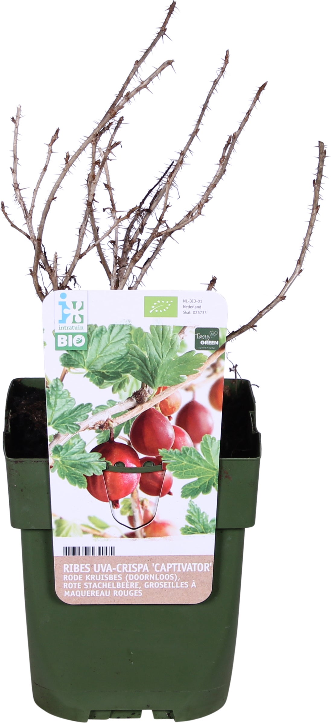 Biologische Rode kruisbes (Ribes uva-crispa 'Captivator') D 13 H 40 cm