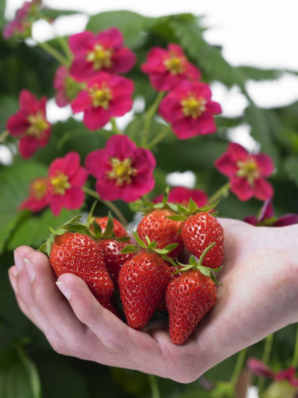 Fragaria x ananassa roman - set de 6 - fraisier - pot 9cm - hauteur 15-20cm