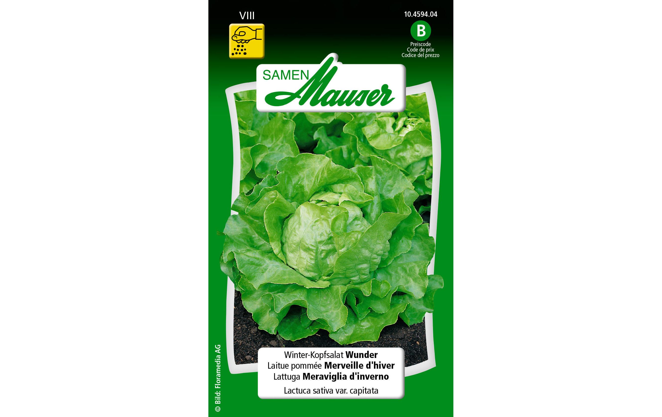 Samen Profiline Wintersalat WisaGemüsesamen