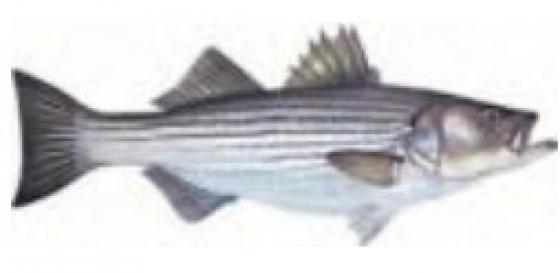 Stripped bass Stripped bass (bar américain) environ 5 cm* 2 cm
