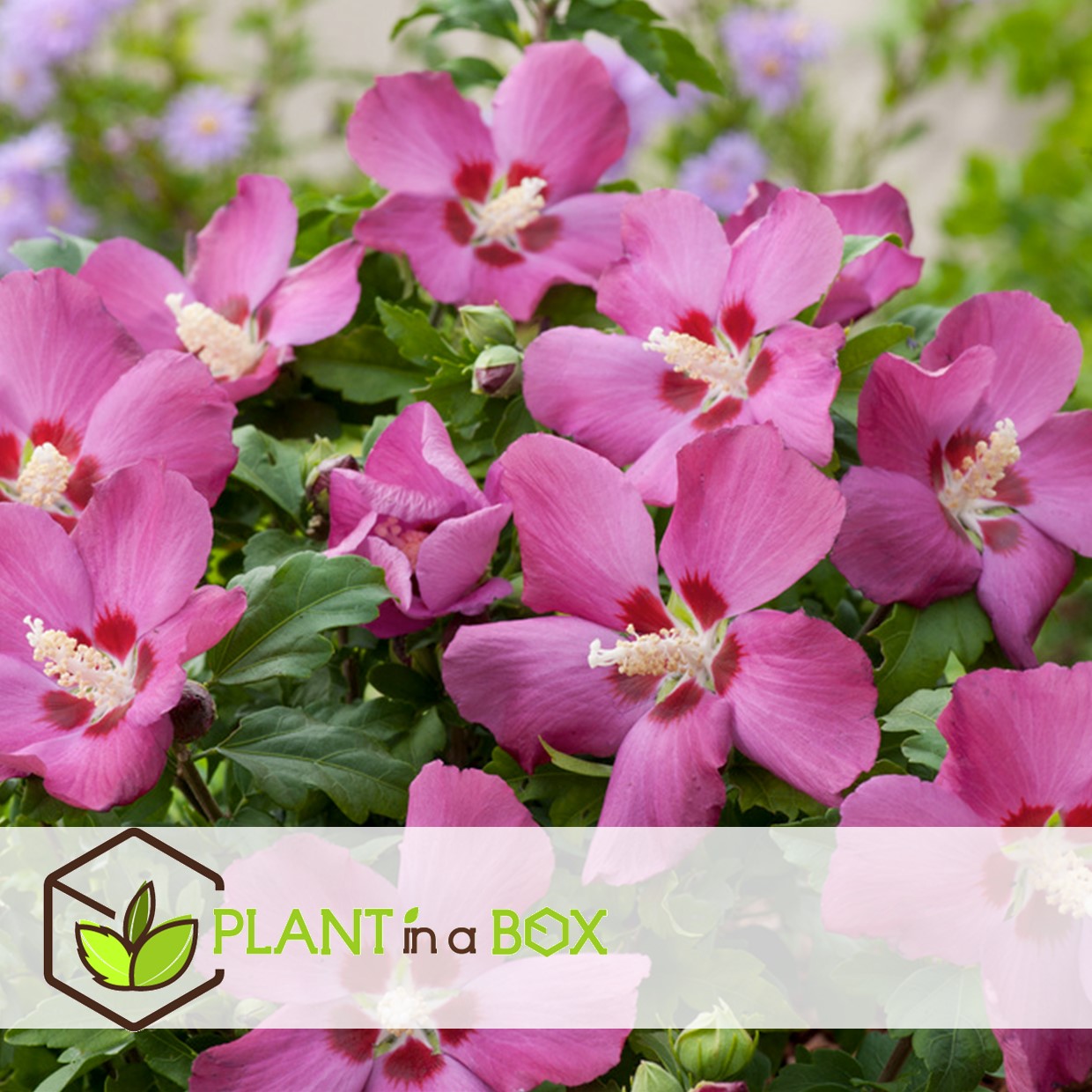 Hibiscus syriacus - 'woodbridge' - lot de 2 - pot 17cm - hauteur 25-40cm