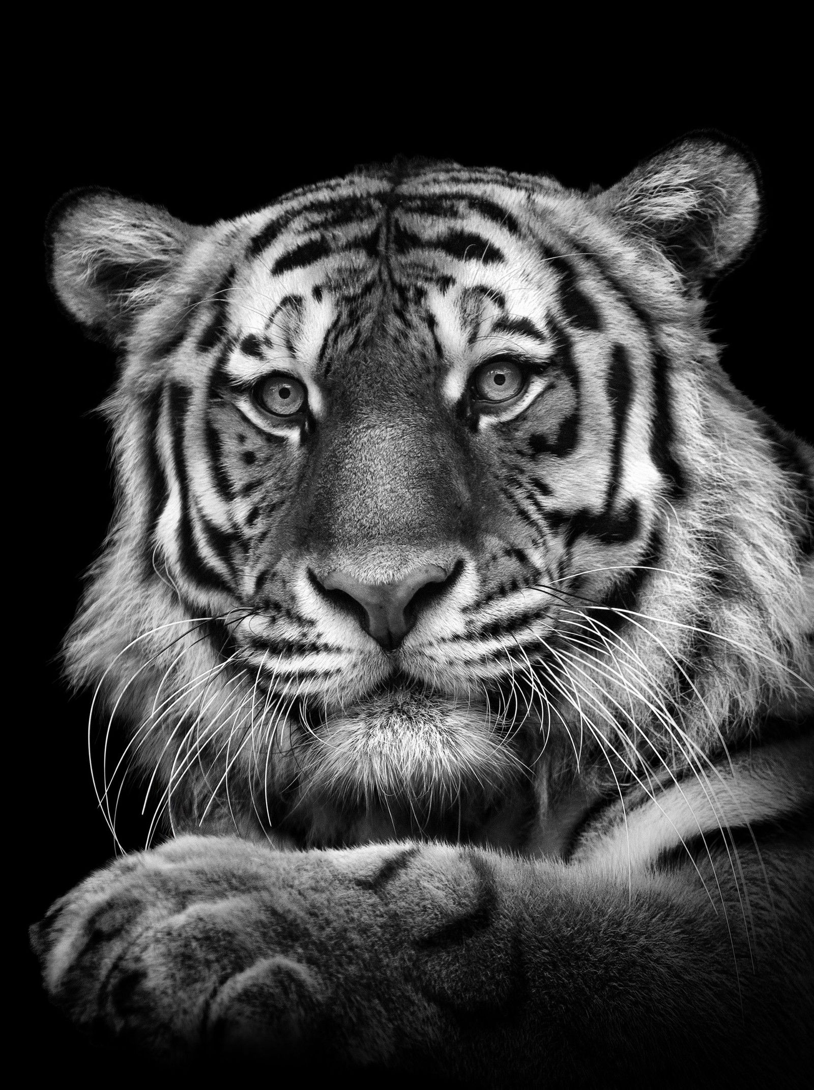Tiger by Mikhail Kirakosyan - Limited Edition. Edition of: 150. Studio Stamp.