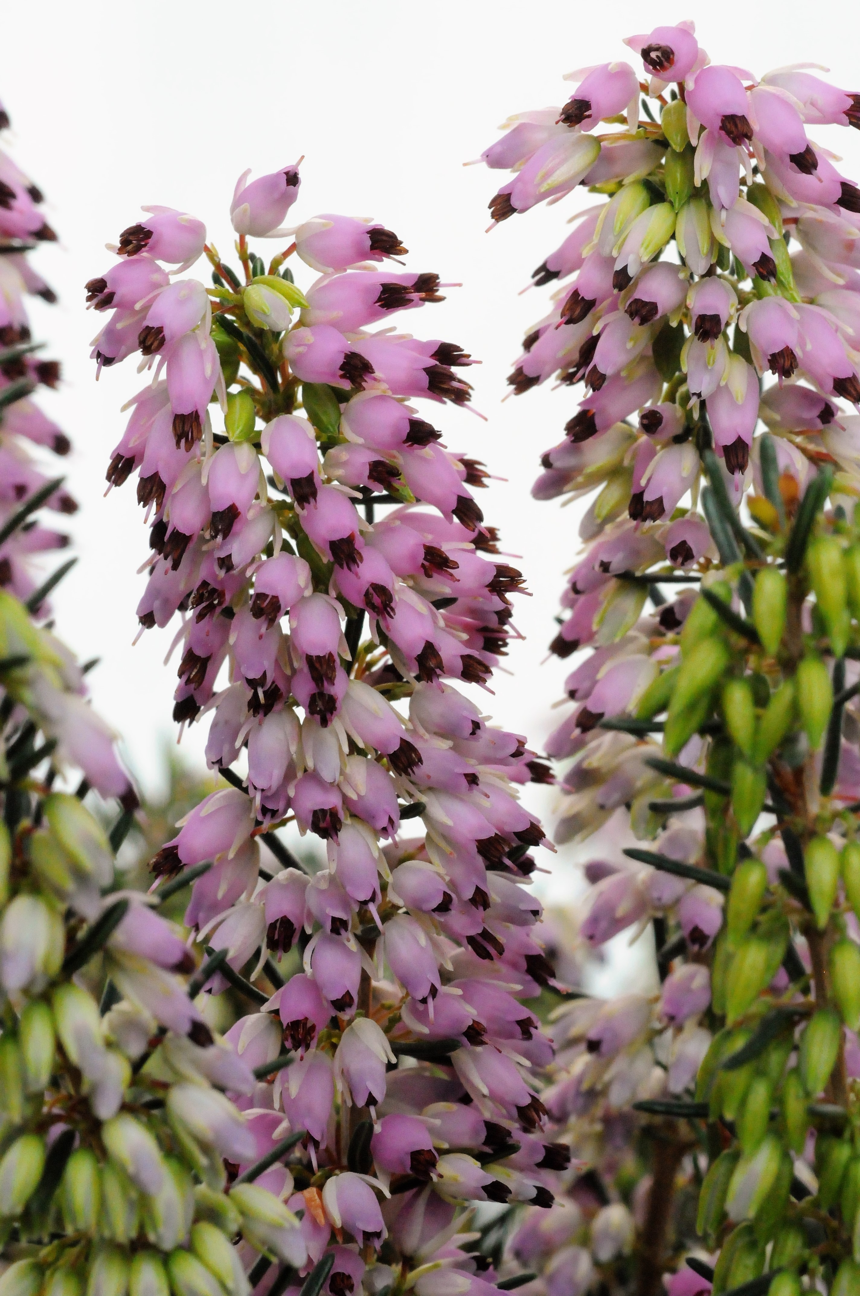 Bruyère d'hiver 'spring surprise' - 5l