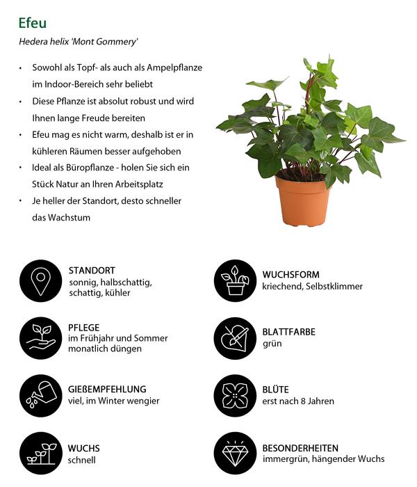 Efeu - Hedera helix 'Mont Gommery'