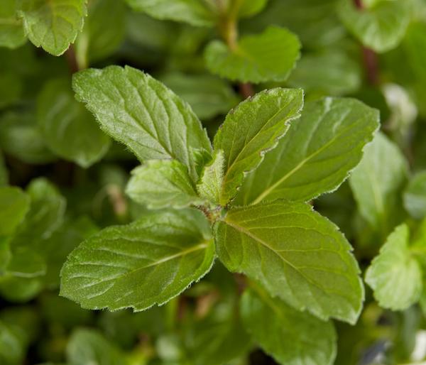 Mojito-Minze