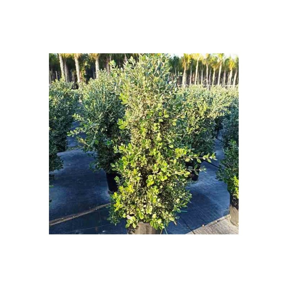 Metrosideros excelsa (arbre de noël) rouge - taille pot 230l - 200/250cm