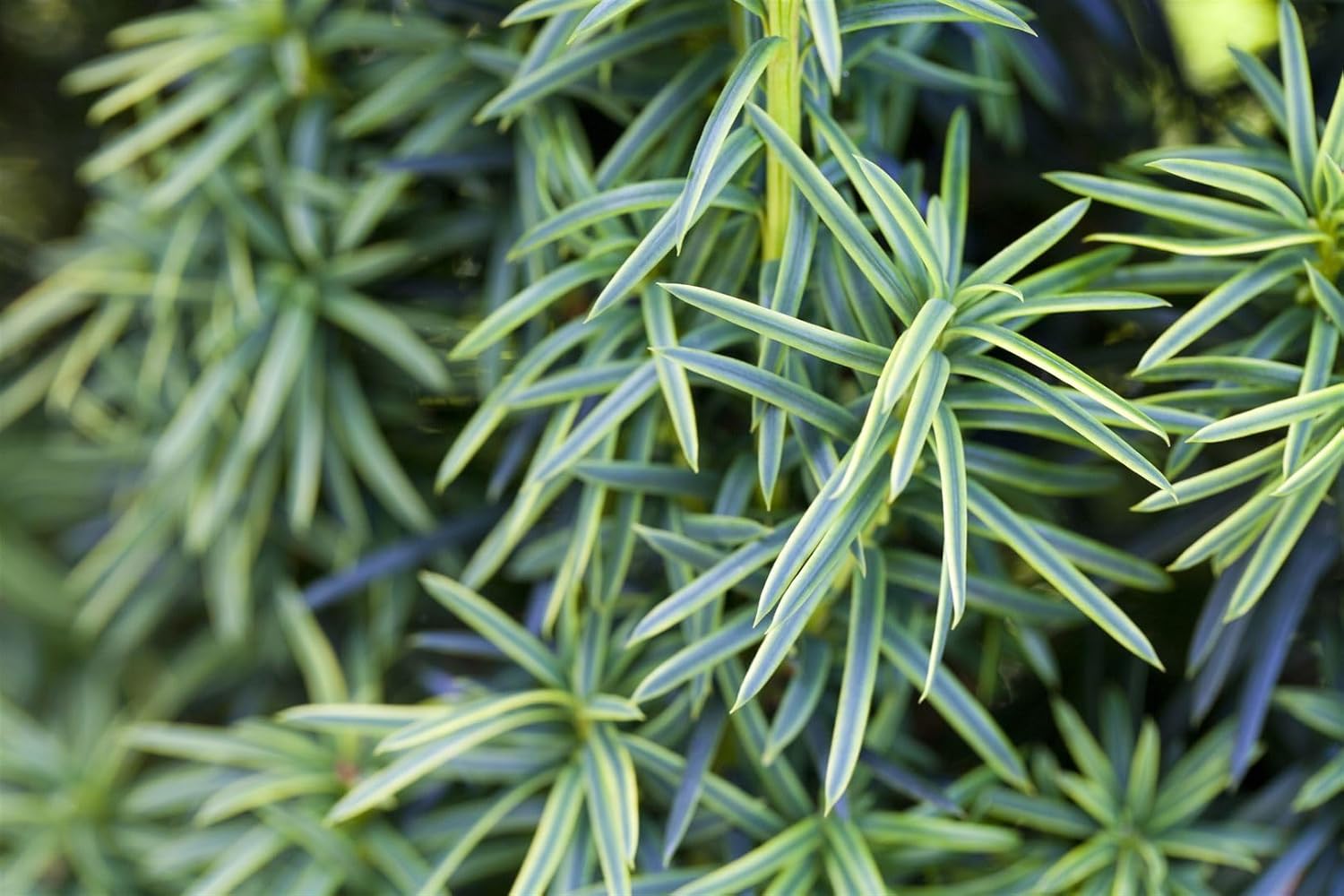 Taxus baccata 'Fastigiata Aureomarginata' 180-200 cm - Säuleneibe, goldgelb gerandete Nadeln, immergrün, ideal für Hecken und Solitärpflanzungen, winterhart