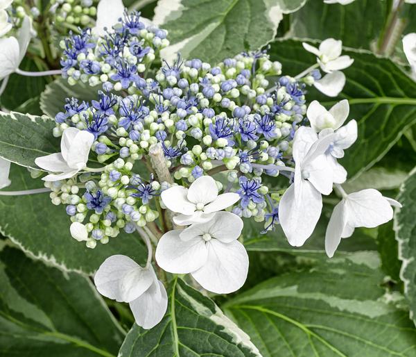 Teller-Hortensie - Hydrangea macrophylla