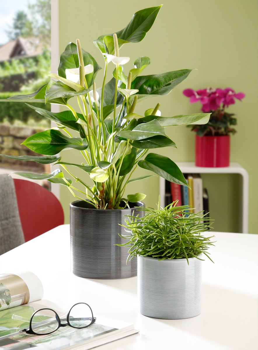 Scheurich keramische bloempot, kleur: Glass Grey, 23 cm diameter, 21 cm hoog, 7,4 l inhoud.