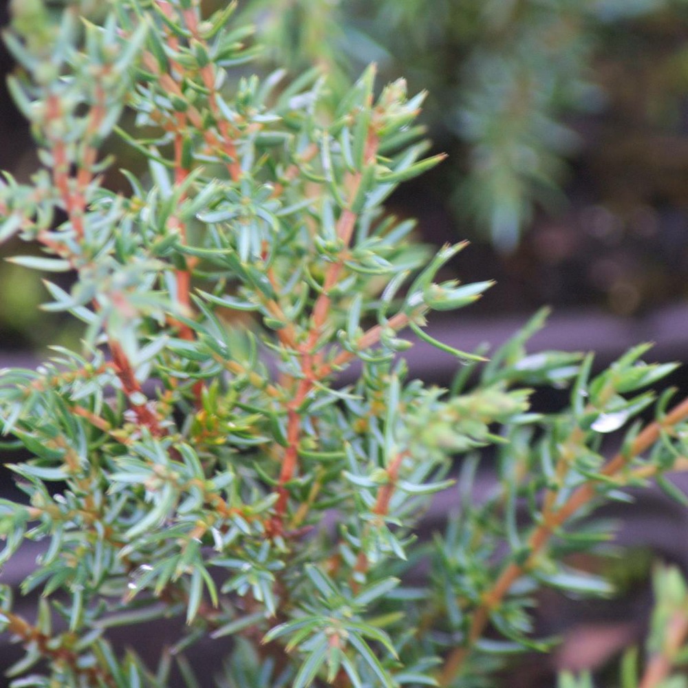 Genévrier commun communis hibernica/juniperus communis hibernica[-]pot de 1,5l - 10/20 cm