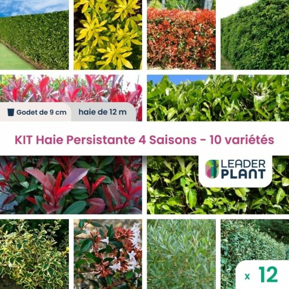 Kit haie persistante 4 saisons - 10 variétés- lot de 12 plants en godet