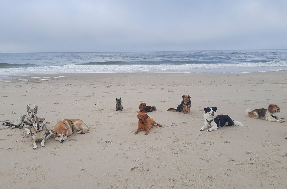 Wattwandern mit Hund Cuxhaven (2 Nächte)