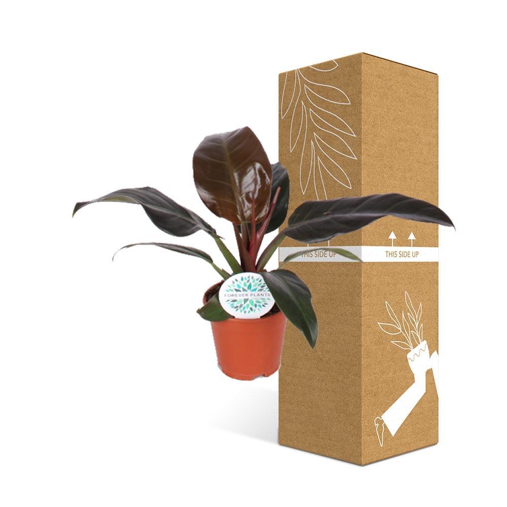 Plante d'intérieur - philodendron imperial red 40.0cm