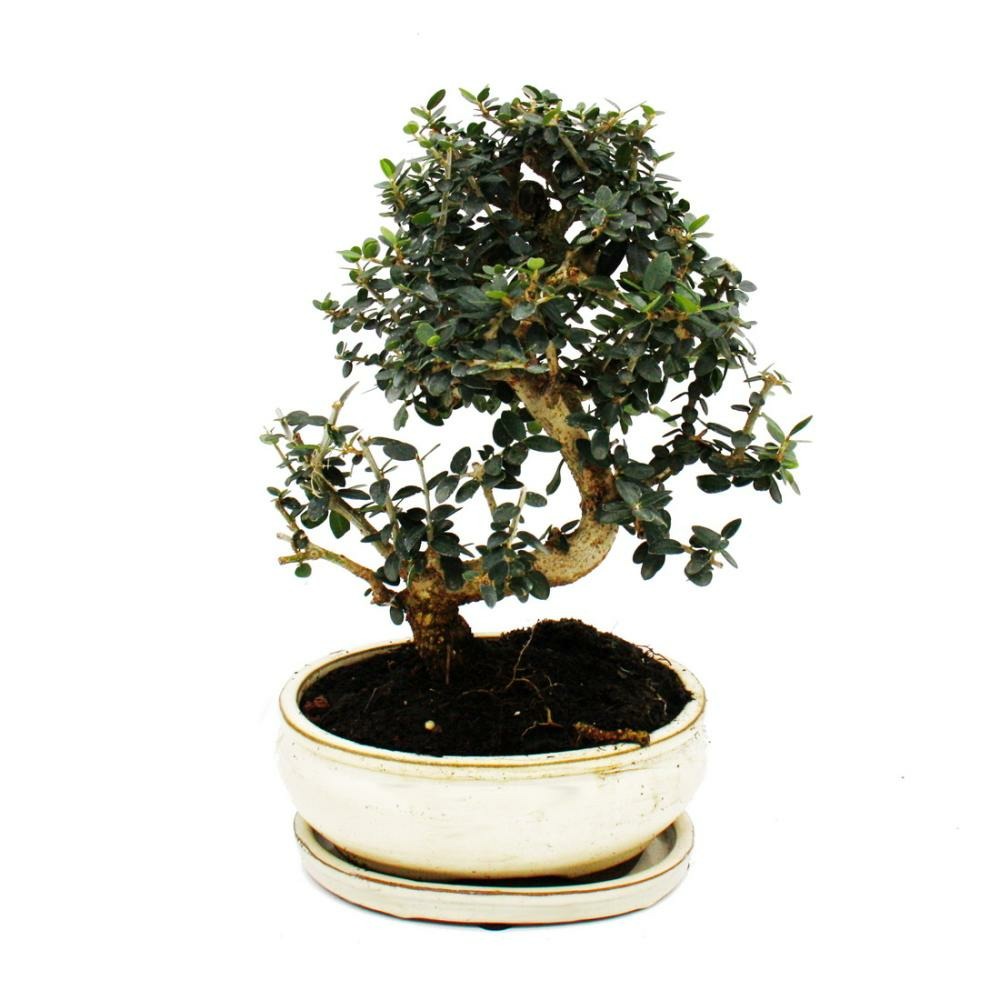 Bonsaï - olivier - olivier - olea europaea sylvestris - environ 25-30cm de haut