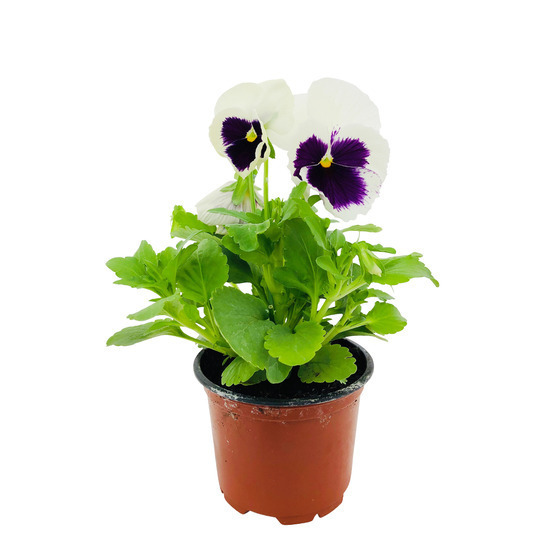 Pensée : pot Ø 10,5 cm - Coloris variables