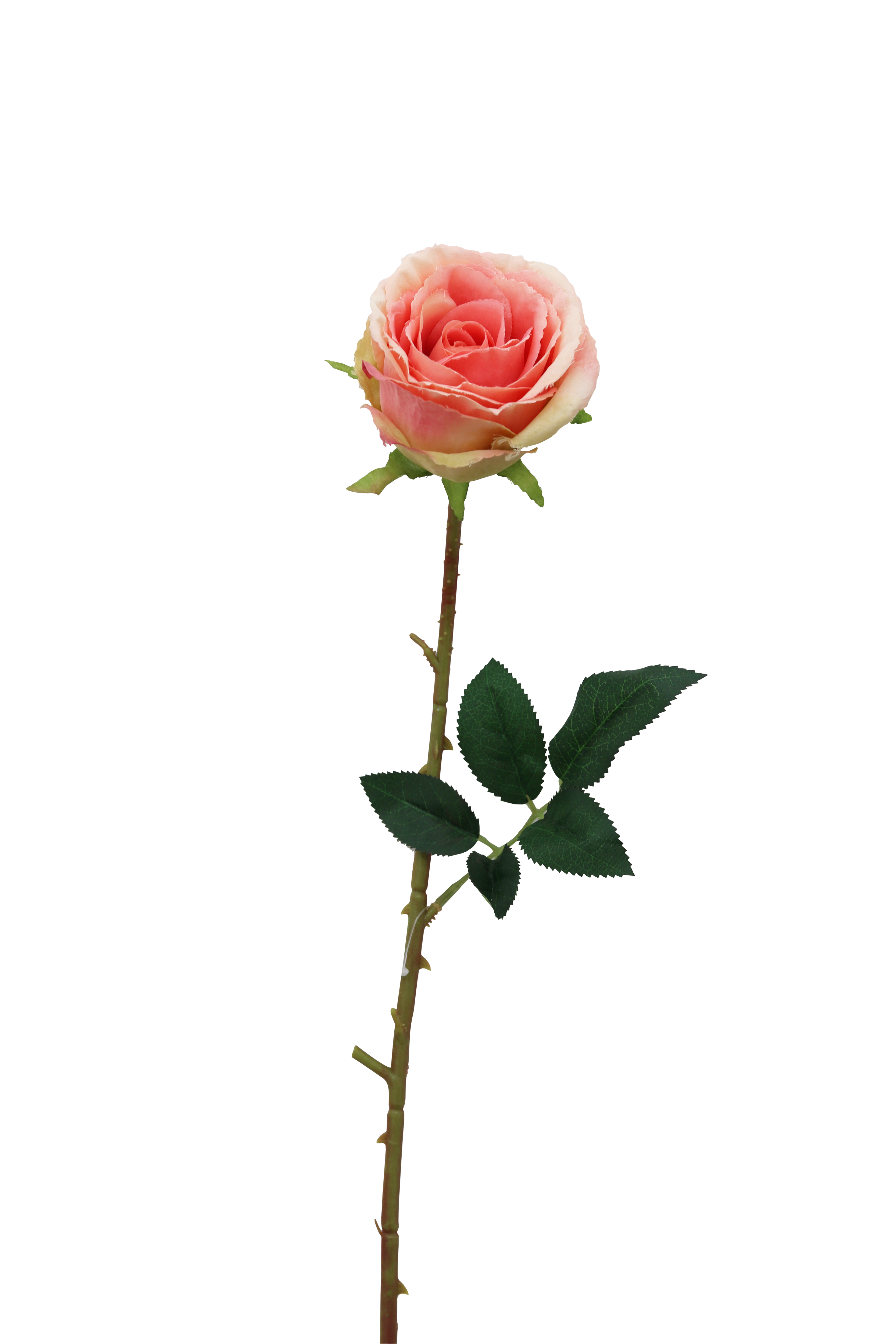 TIGE ROSE H.70CM ROSE