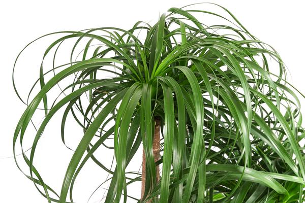 Elefantenfuß - Beaucarnea recurvata,