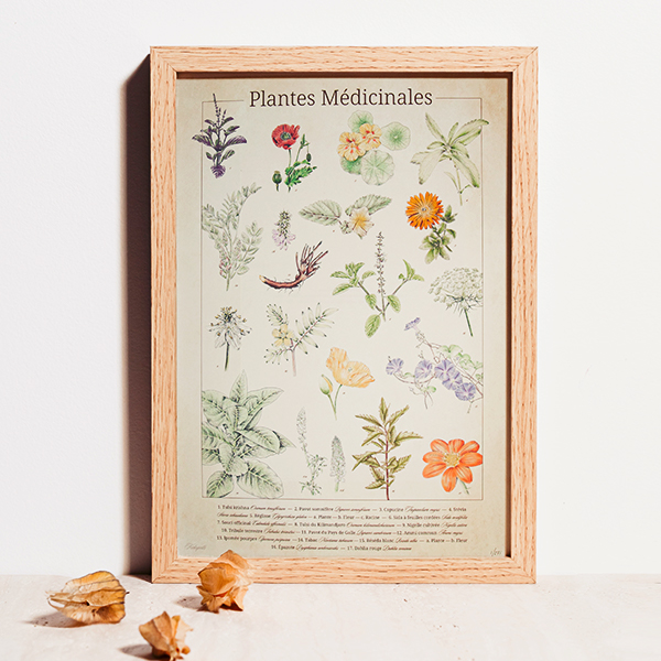 Planche botanique a2 numérotée plantes médicinales