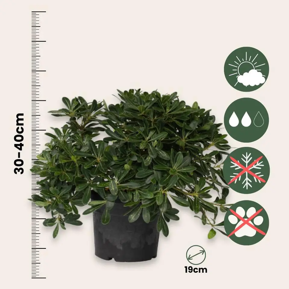 Australische laurier - Pittosporum tobira nanum - Hoogte 30-40cm - ⌀19cm