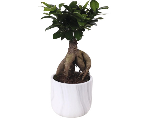 Chinese vijg FloraSelf Ficus microcarpa Ginseng Ø 11 cm pot incl. keramische plantenbak Sophia, assorti