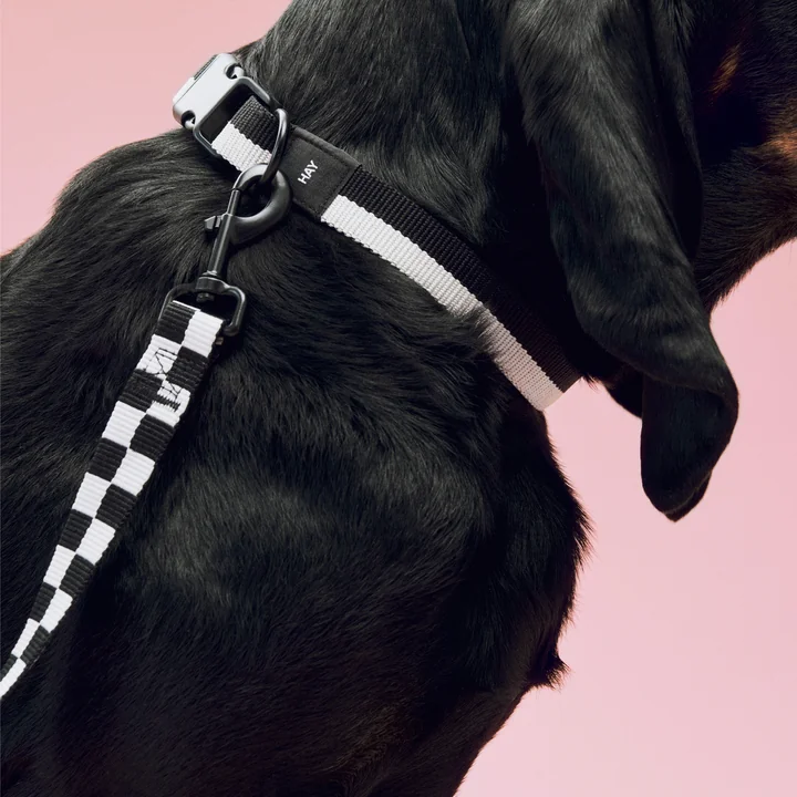 HAY - Dogs Hundehalsband, M/L, blau / schwarz
