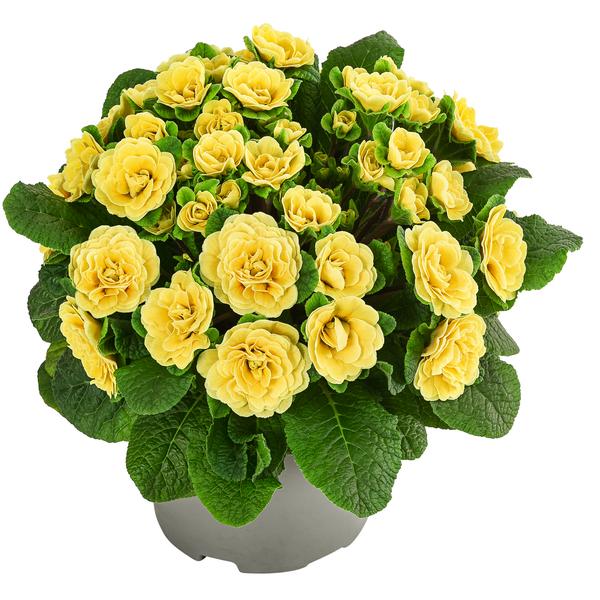 Rosenprimel 'Belarina', verschiedene Farben