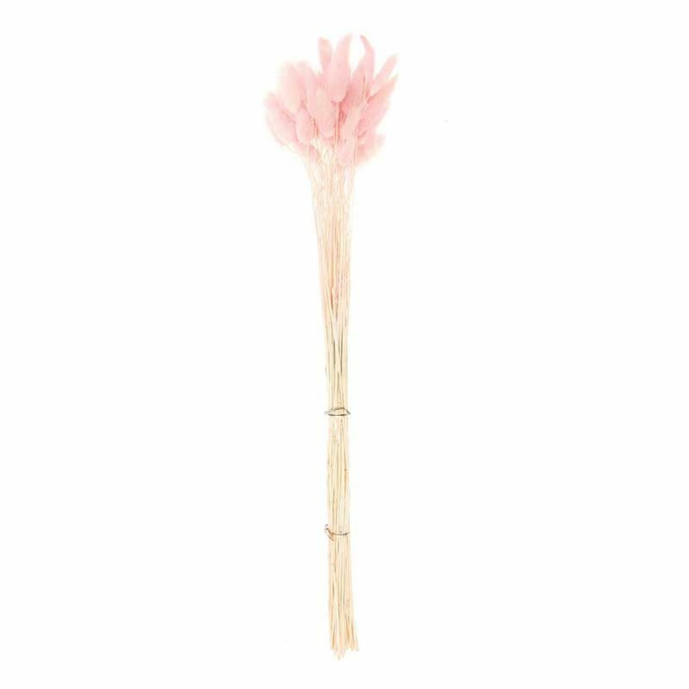 Lagurus séchés rose - 45 cm