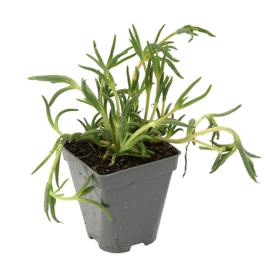 Delosperma vivace carmin : godet vert