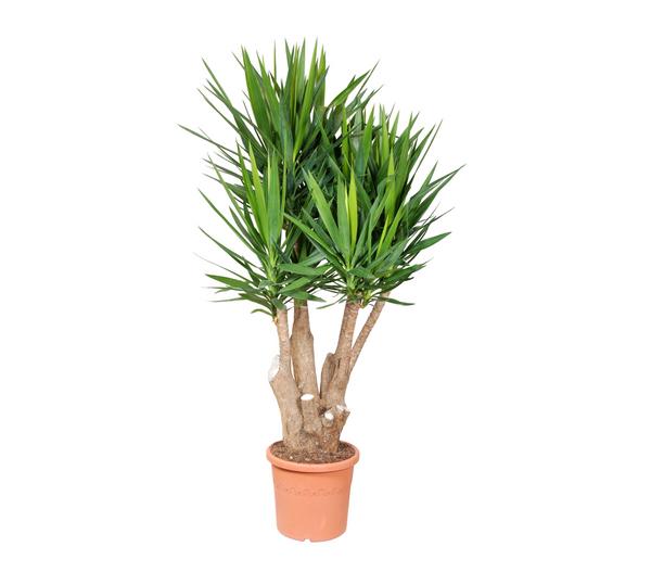 Yucca-Palme - Yucca elephantipes, verzweigt