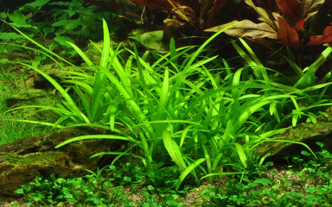 Waterplant Sagittaria subulata