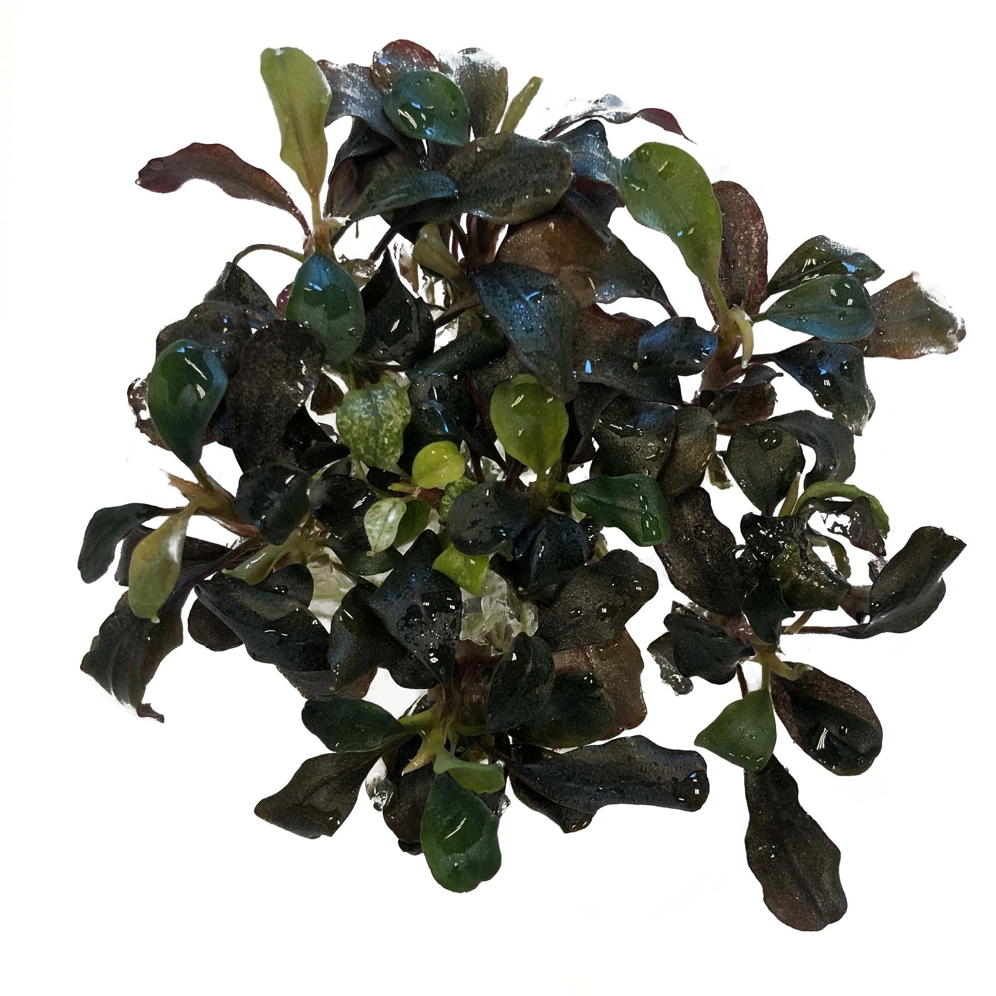 Waterplant Bucephalandra Sp. Red in vitro bakje
