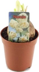 Narcis (Narcissus 'Abba') D 5 H 10 cm
