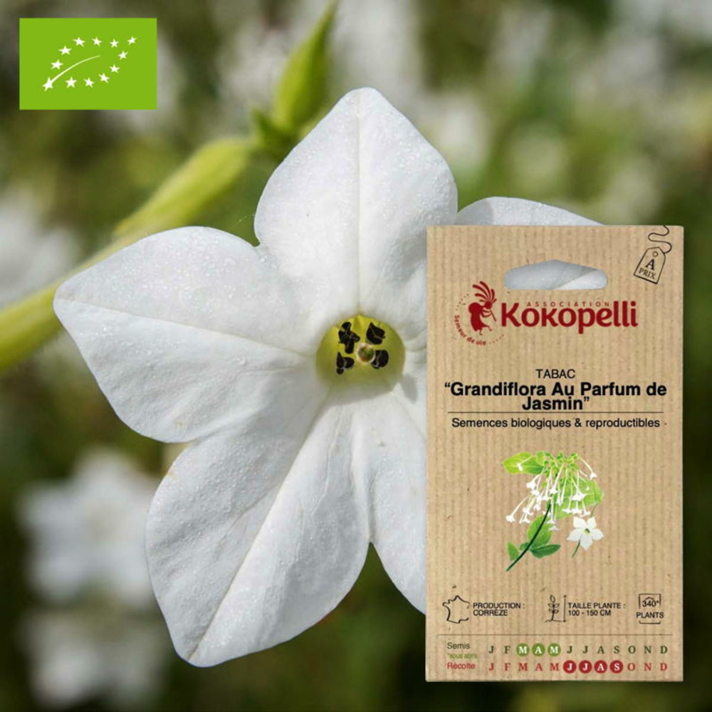 Sachet de graines bio à semertabac grandiflora au parfum de jasmin