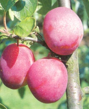 Biologische Pruim (Prunus domestica 'Victoria') D 26 H 150 cm