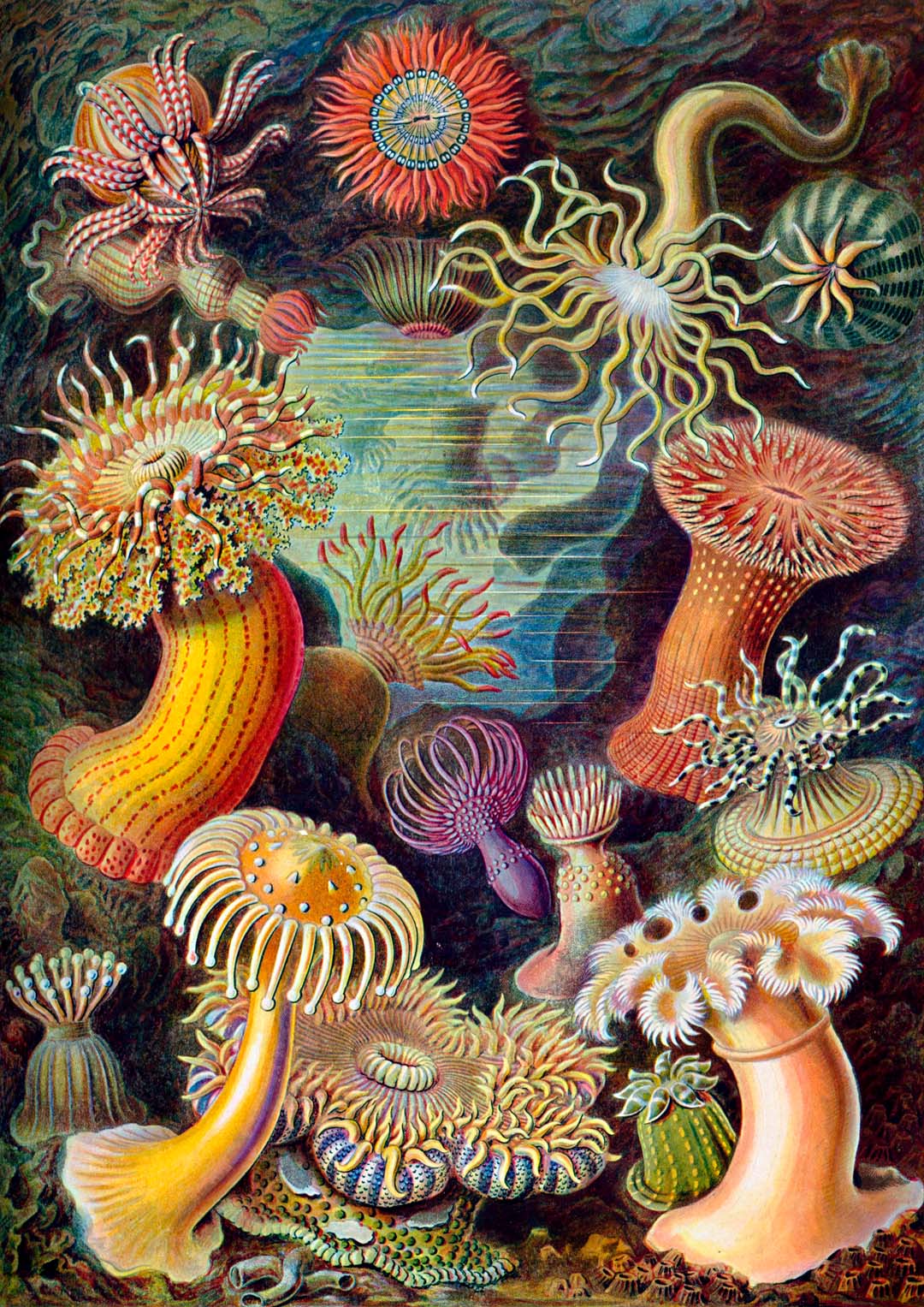 Anemonen von Ernst Haeckel