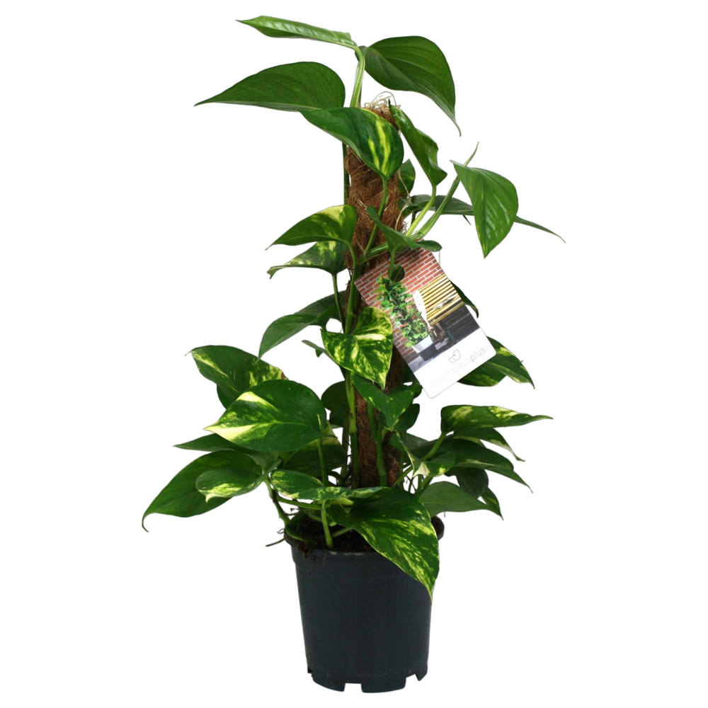 Plante d'intérieur - scindapsus epipremnum 50.0cm